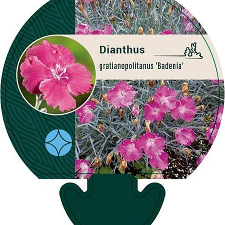 Dianthus grat. 'Badenia' Pot 9 cm
