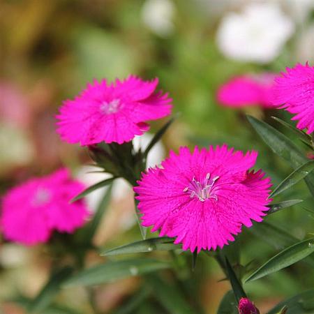 Dianthus grat. 'Badenia' Pot 9 cm