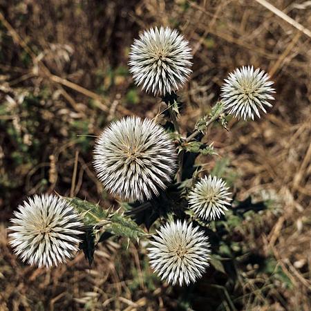 Echinops sphaer. 'Arctic Glow' Pot 9 cm