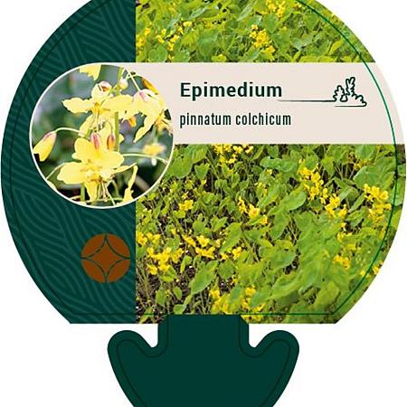 Epimedium pinnatum colchicum Pot 9 cm