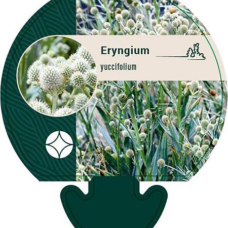 Eryngium yuccifolium Pot 9 cm