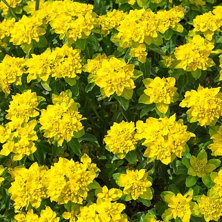 Euphorbia epithym. 'Purpurea' Pot 9 cm