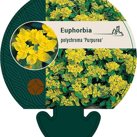 Euphorbia epithym. 'Purpurea' Pot 9 cm