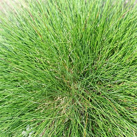 Festuca gautieri 'Pic Carlit' Pot 9 cm