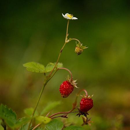 Fragaria v. 'Alexandria' Pot 9 cm