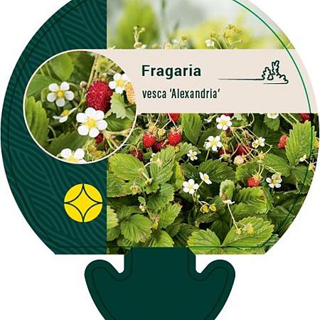 Fragaria v. 'Alexandria' Pot 9 cm