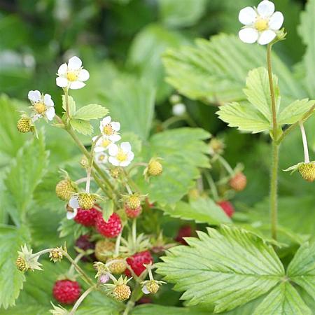 Fragaria v. 'Improved Rügen' Pot 9 cm