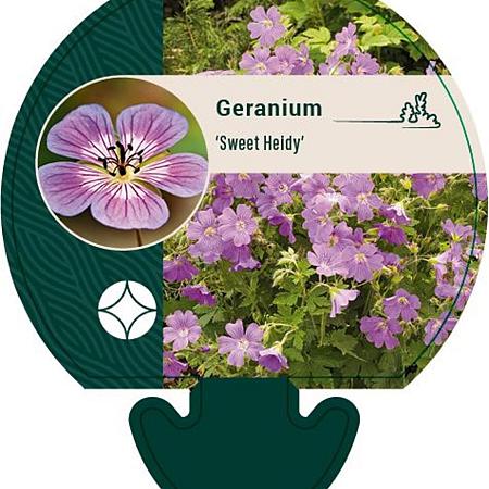Geranium 'Sweet Heidy' Pot 9 cm
