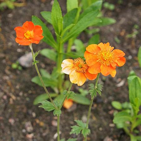Geum 'Fire Opal' Pot 9 cm