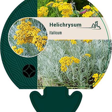 Helichrysum italicum Pot 9 cm