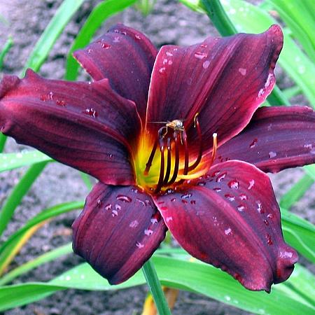 Hemerocallis 'American Revolution' Pot 9 cm