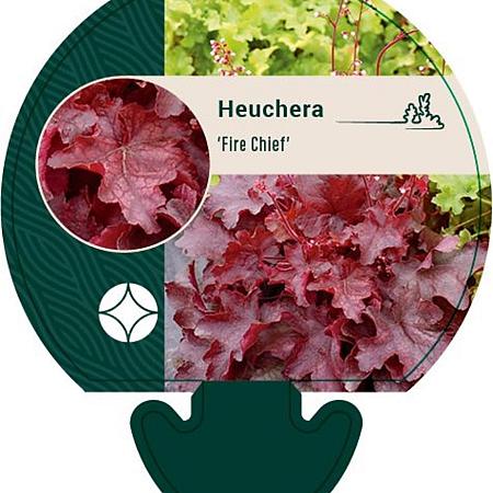 Heuchera 'Fire Chief' Pot 9 cm