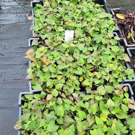 Houttuynia cordata Pot 9 cm