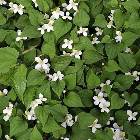 Houttuynia cordata Pot 9 cm