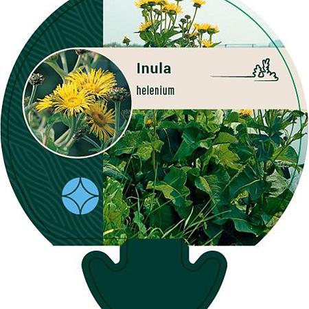 Inula helenium Pot 9 cm