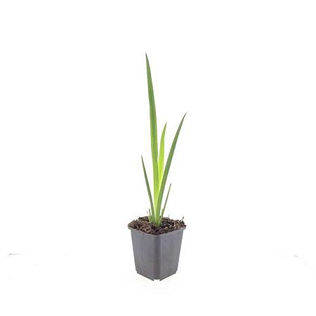 Iris pseudacorus Pot 9 cm