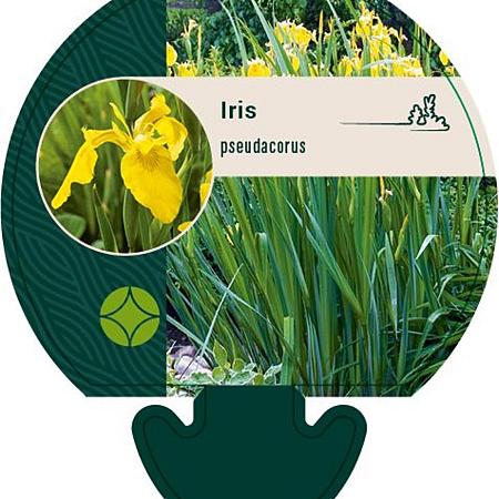 Iris pseudacorus Pot 9 cm