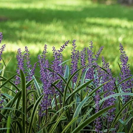 Liriope muscari Pot 2 Liter