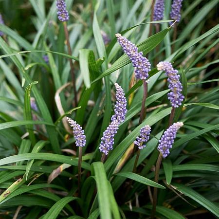 Liriope muscari Pot 2 Liter
