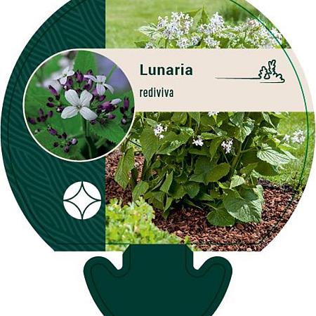 Lunaria rediviva Pot 9 cm