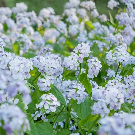 Lunaria rediviva Pot 9 cm