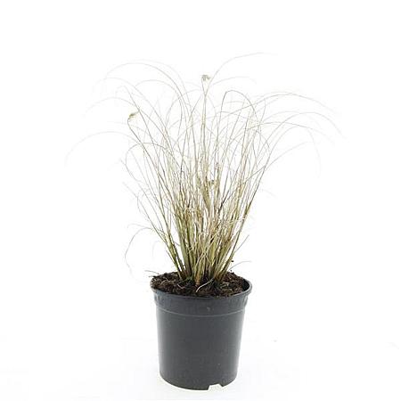 Pennisetum al. 'Hameln' Pot 1,5 liter