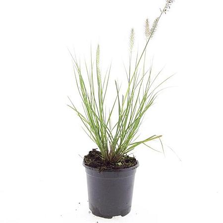 Pennisetum al. 'Hameln' Pot 1,5 liter