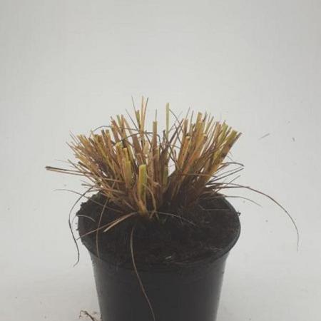 Pennisetum al. 'Hameln' Pot 1,5 liter