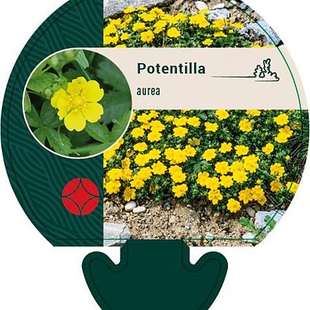 Potentilla aurea Pot 9 cm