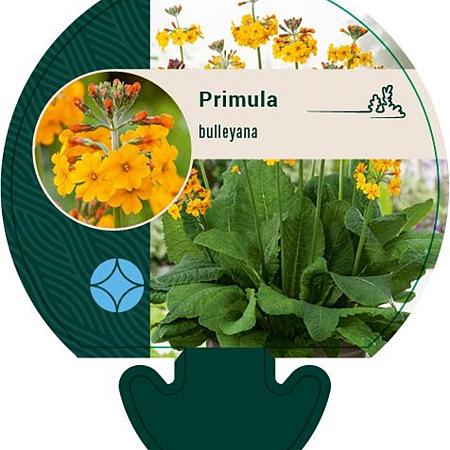 Primula bulleyana Pot 9 cm