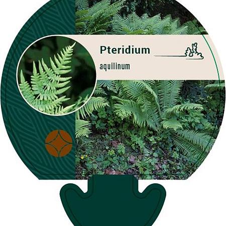 Pteridium aquilinum Pot 9 cm