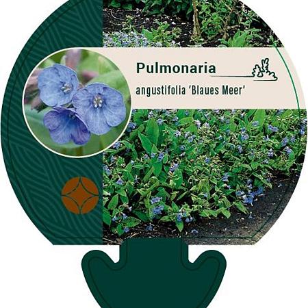 Pulmonaria ang. 'Blaues Meer' Pot 9 cm