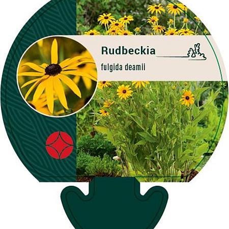 Rudbeckia fulgida deamii Pot 9 cm