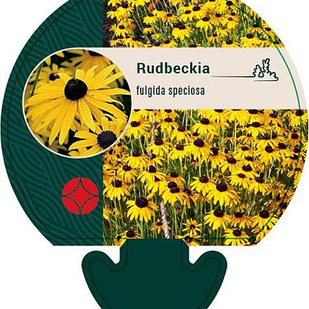 Rudbeckia fulgida speciosa Pot 9 cm