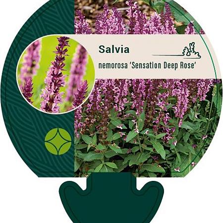 Salvia nemorosa Sensation Deep Rose Pot 9 cm