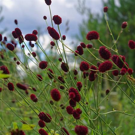 Sanguisorba officinalis Pot 9 cm