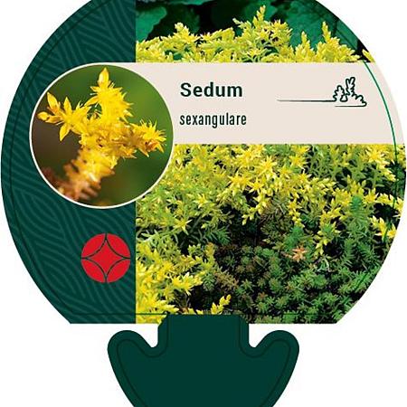 Sedum sexangulare Pot 9 cm