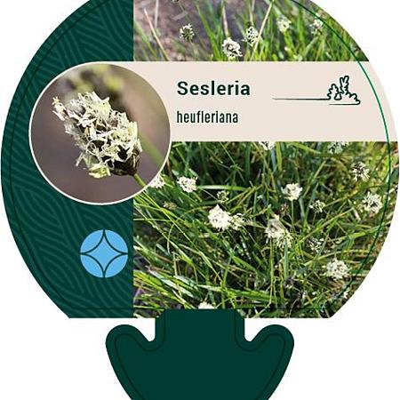 Sesleria heufleriana Pot 9 cm