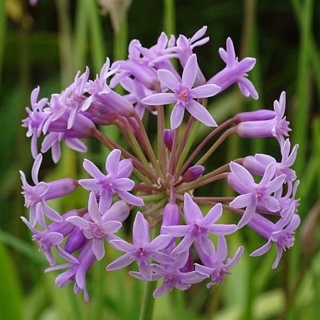 Tulbaghia violacea Pot 9 cm