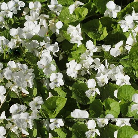Viola odorata 'Alba' Pot 9 cm