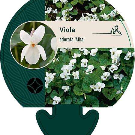 Viola odorata 'Alba' Pot 9 cm