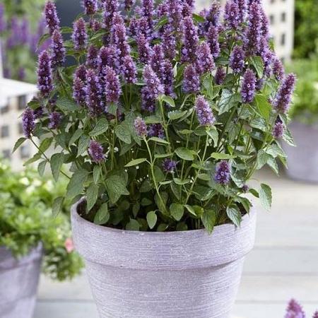 Agastache 'Beelicious Purple' Pot 9 cm