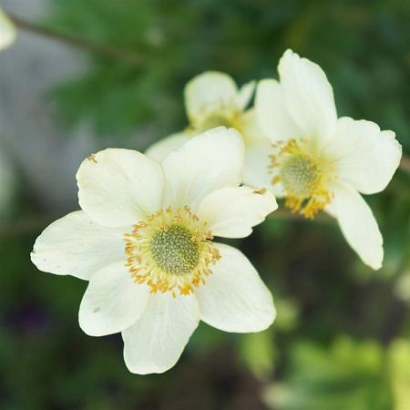 Anemone m. 'Annabella White' Pot 9 cm