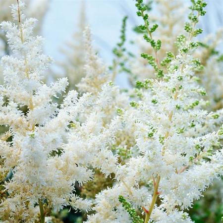 Astilbe (A) 'Astary White' Pot 9 cm