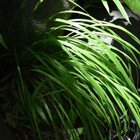 Carex 'Ribbon Falls' Pot 9 cm
