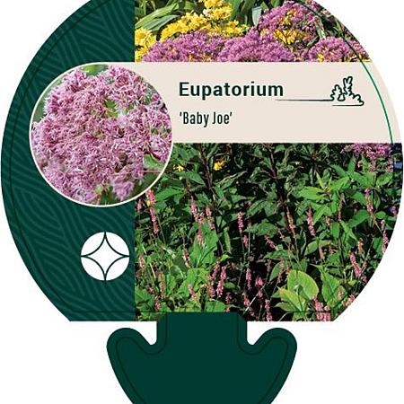 Eupatorium 'Baby Joe' Pot 9 cm