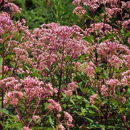 Eupatorium 'Baby Joe' Pot 9 cm