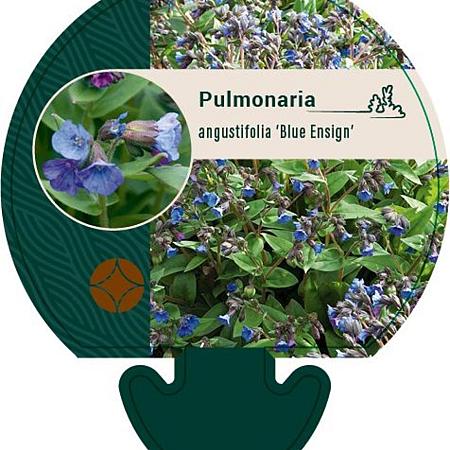 Pulmonaria ang. 'Blue Ensign' Pot 9 cm