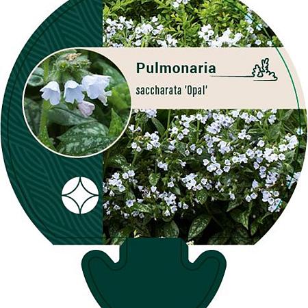 Pulmonaria sa. 'Opal' Pot 9 cm