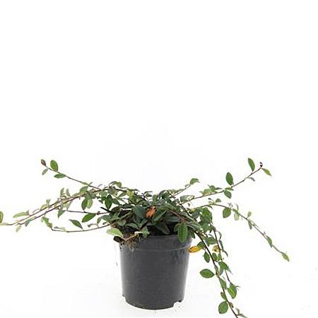 Cotoneaster dammeri Pot 1,5 liter